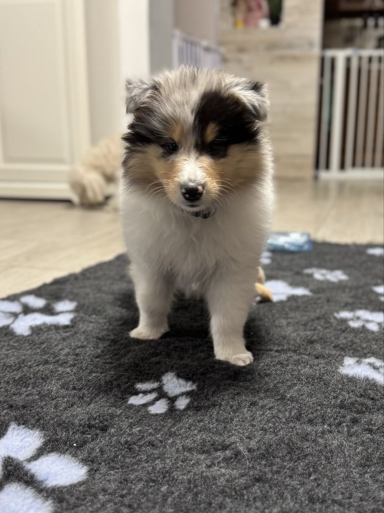 Owczarek szkocki collie FCI