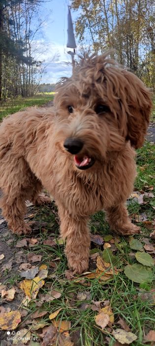 Suczka goldendoodle red