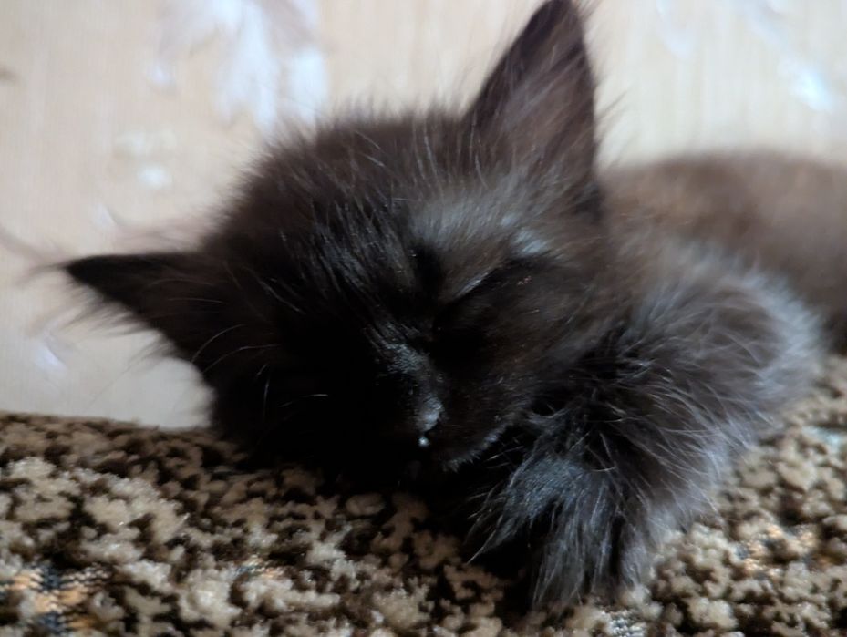 Віддам кошеня в добрі руки (дівчинка)