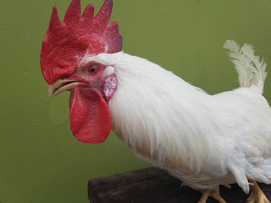 Kogut młody, super jedzonko, lub super do chowu. Dowóz