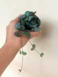 [Planta] Ceropegia woodii - Corações Emaranhados