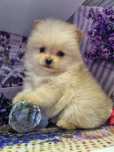 Suczka crem pomeranian