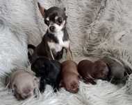 Rezerwacja chihuahua