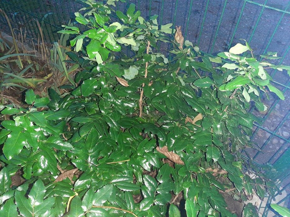 Gałązki MAHONII, do wiązanek wazonów