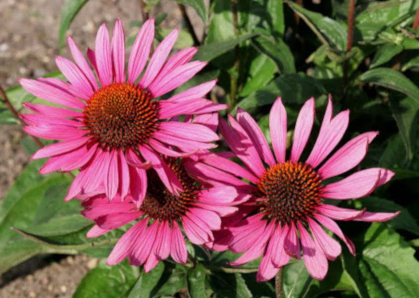 JEŻÓWKA Echinacea Magnus Superior - sadzonki w doniczkach