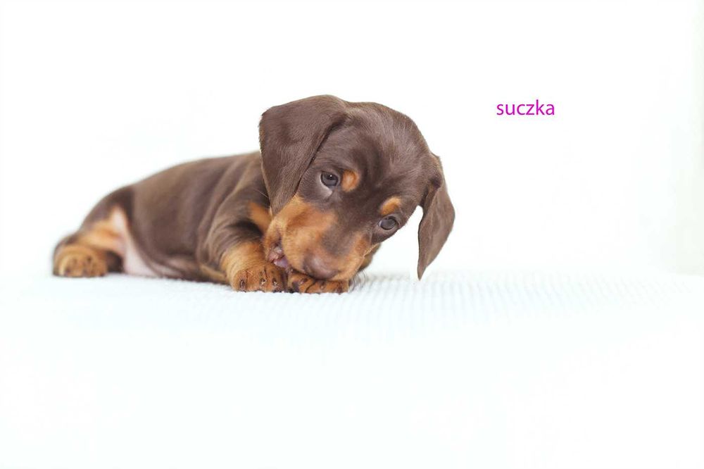 jamnik miniaturowy-czekoladowa suczka