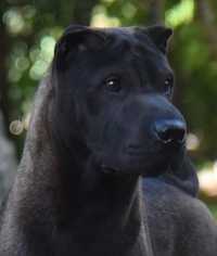 Шар-пей красивый  щенок  чёрного  окраса.
