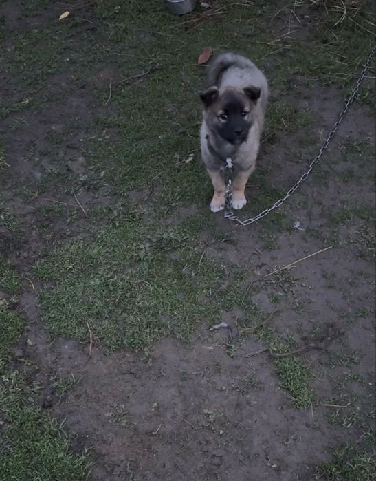 Продам щенка лайки