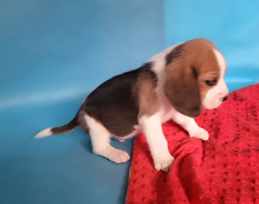 Beagle piesek sprzedam