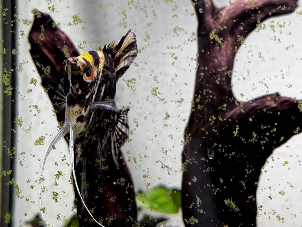 Aquário 200l (1000x500x400)