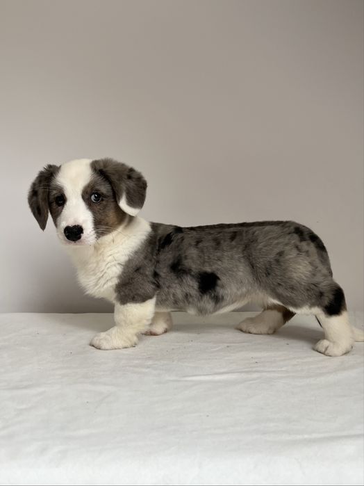 Welsh Corgi Cardigan - sunia blue merle