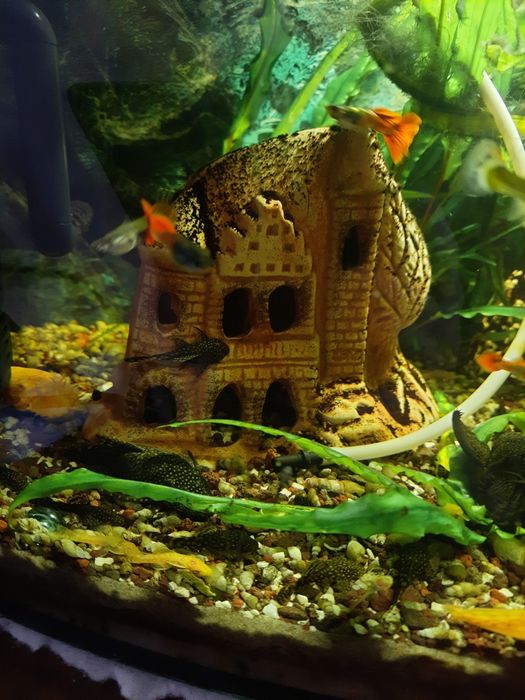 Glonojady czarne żółte