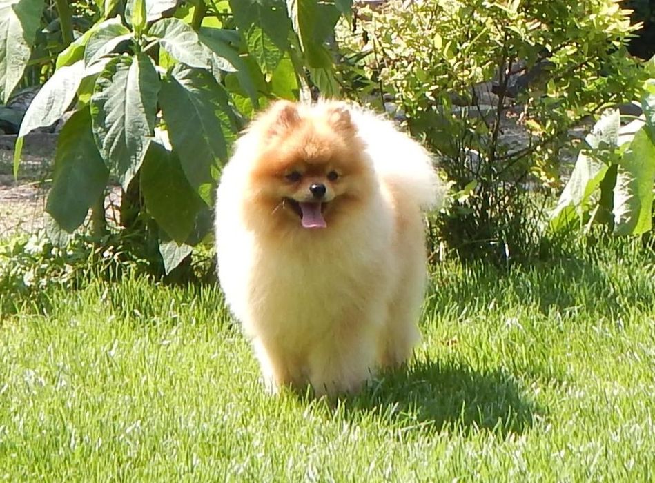 Померанский шпиц мальчик