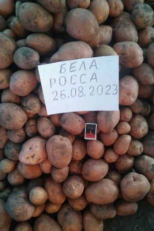 Картопля сортова посадкова Бела Росса на сезон 2024 пересилка від 1 кг