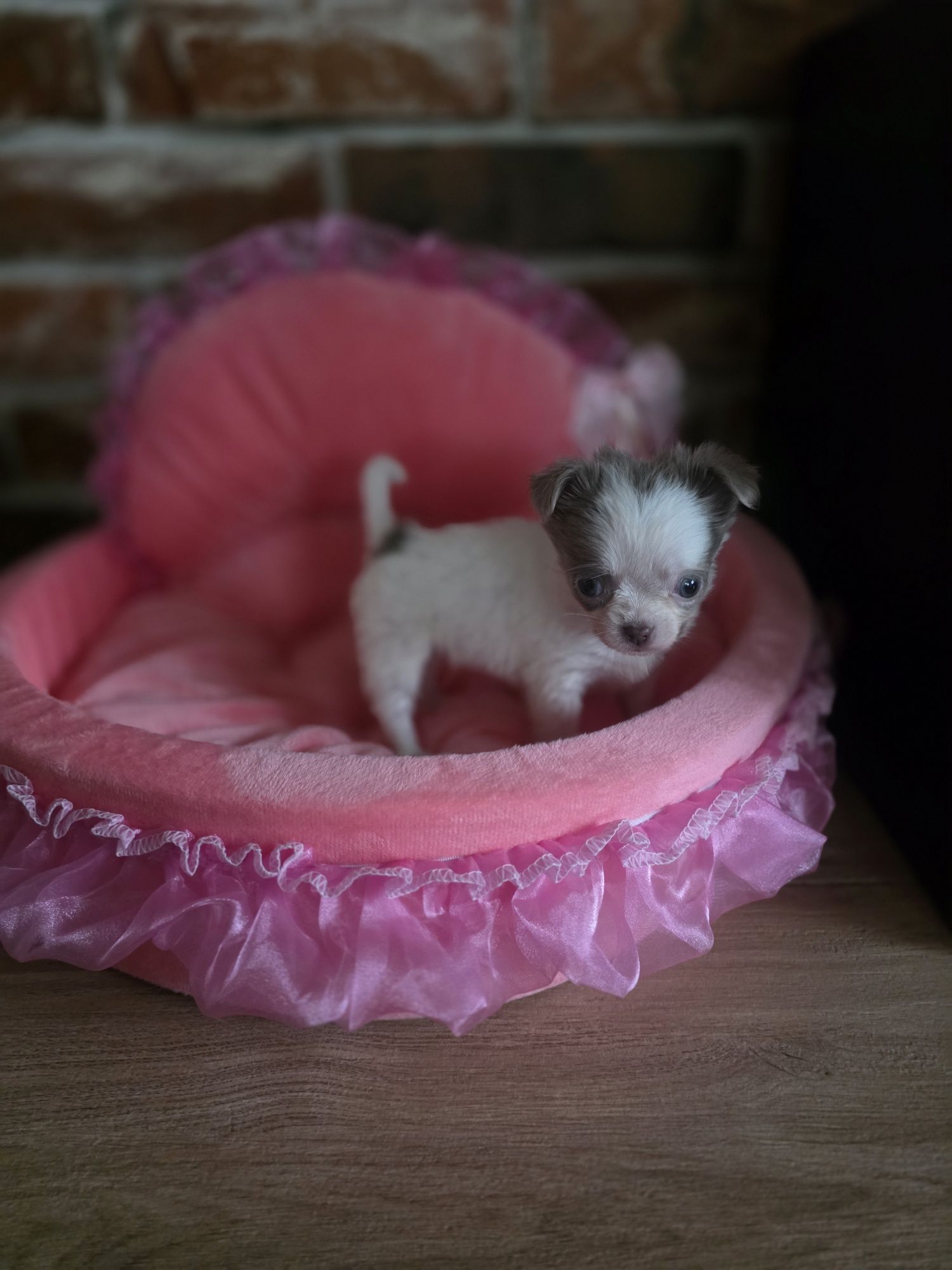 Chihuahua suczka   długowłosa  biało liliowa!