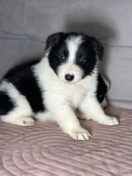 Czarno biała suczka border collie