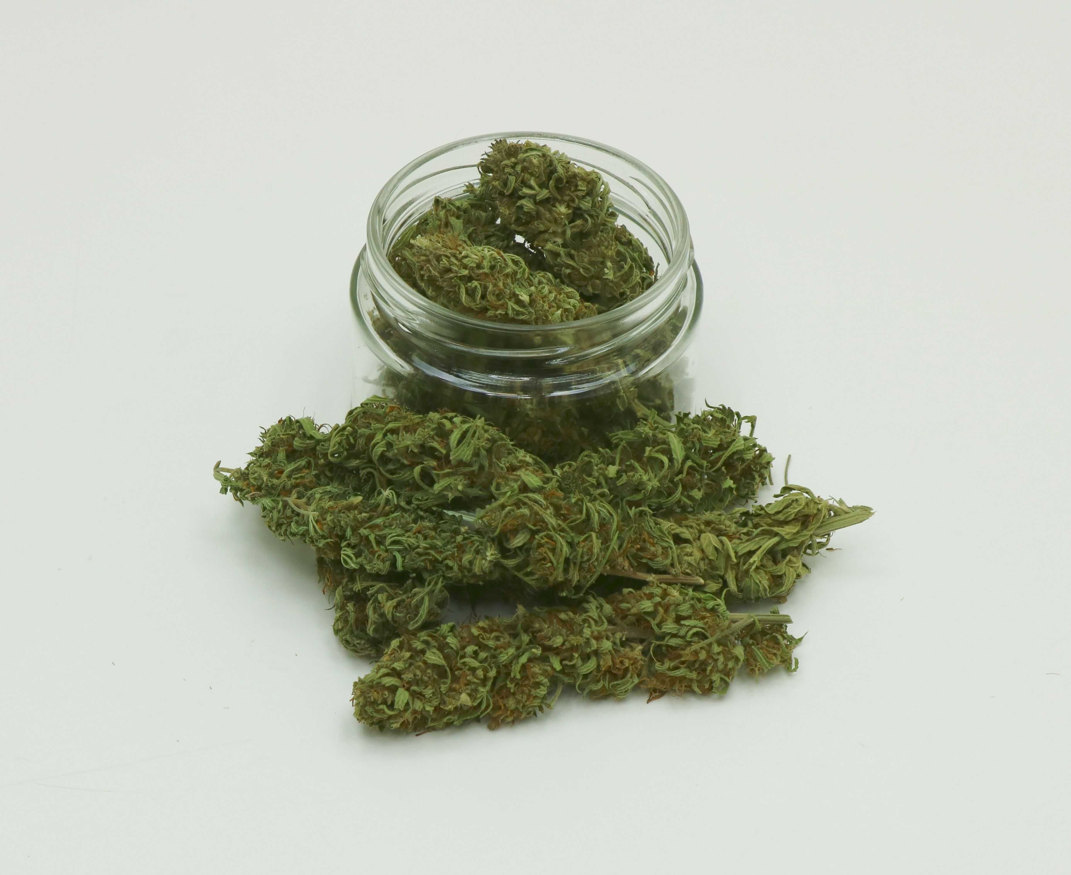 Susz konopi CBD do waporyzacji Kompolti jasny fenotyp 20g 4,5%