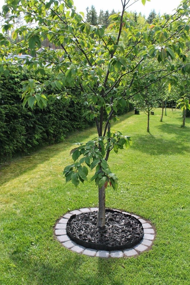 Serviços Profissionais de Jardinagem e Limpeza