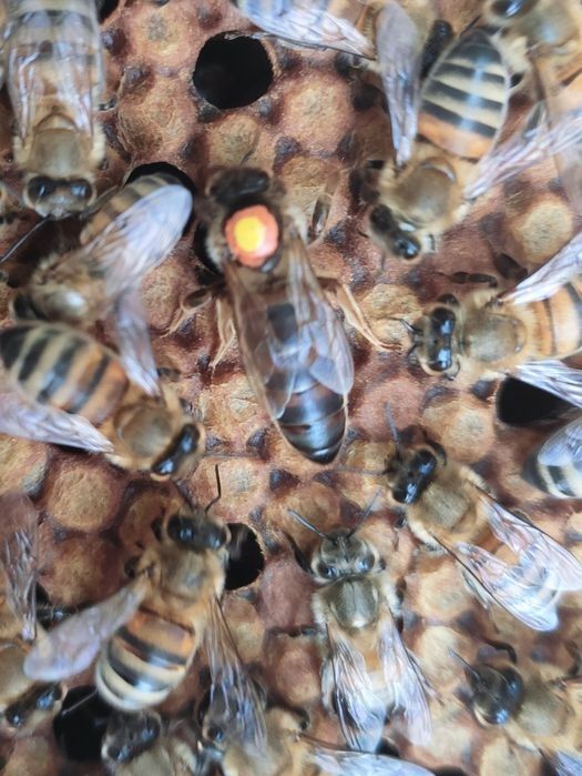 Od ręki Buckfast KB matki unasiennione czerwiące Pasieka Wolinia