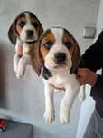 Beagle szczeniak sunia tricolor
