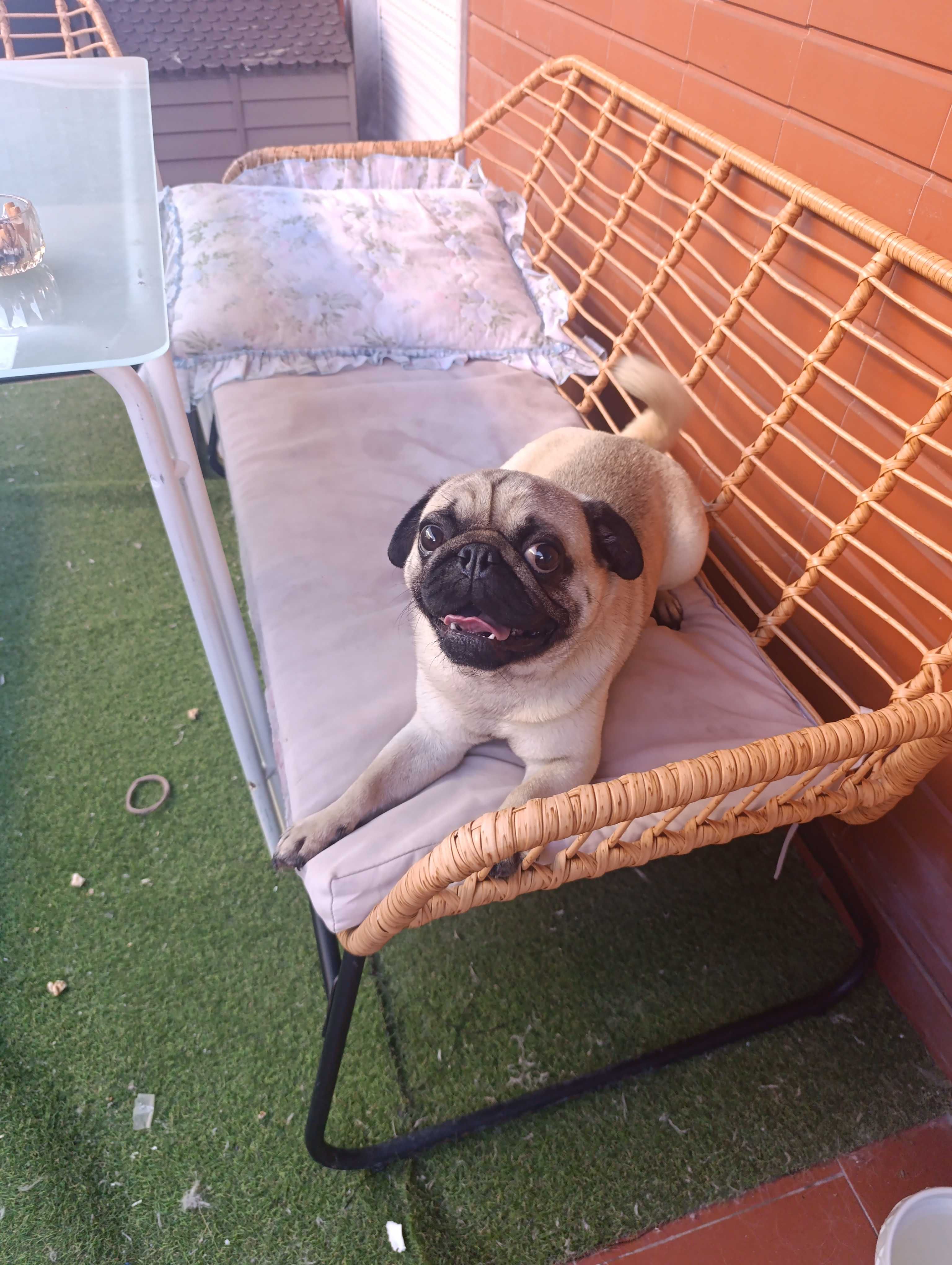Cão de Raça Pug Puro 2 anos com vacinas,desparasitado,chip, LOP