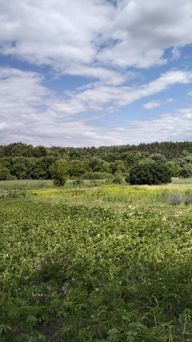 Здам будинок в живописному, спокійному екологічному місці.