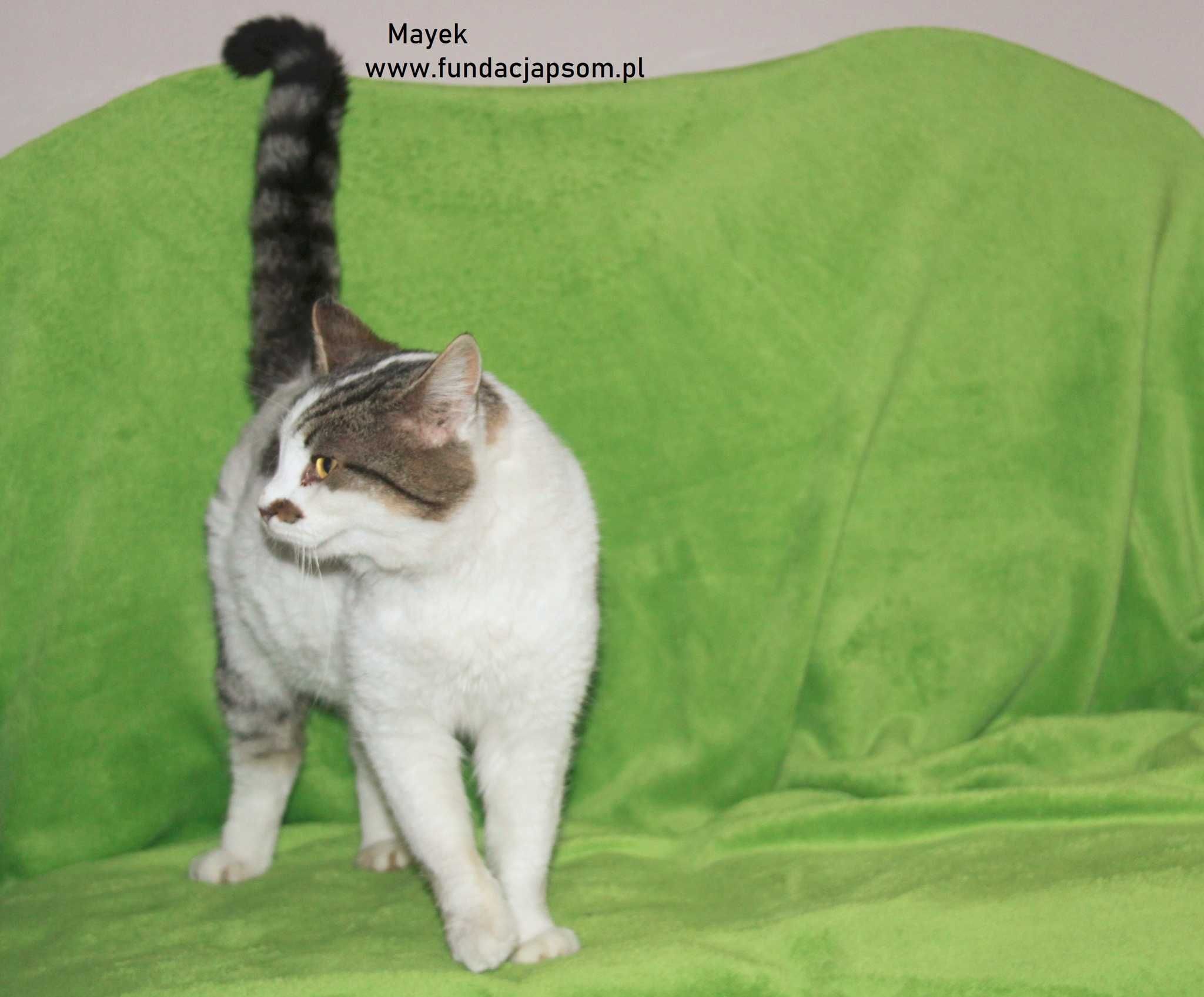 Mayek piękny puchaty kot