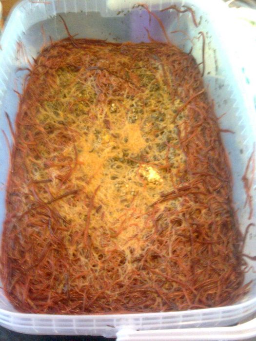 dzdzownice kalifornijskie bursztynowe 400 szt