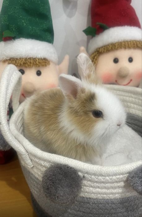 Coelho anão 2 fêmeas e 1 macho