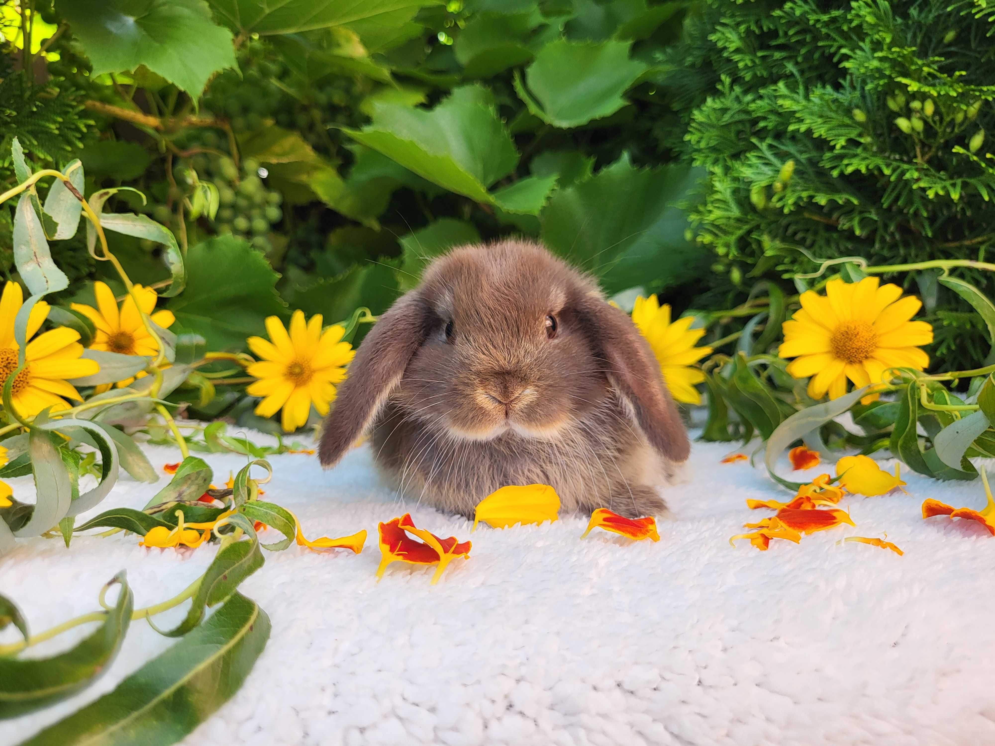 Króliczki Mini Lop. Piękne króliczki domowe.