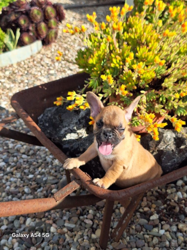 Bulldog Francês Red Fawn