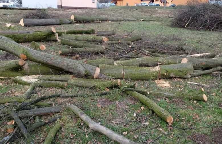 Drzewo Drzewa Świeżo Ścięte Lipa Sosna Na Opał