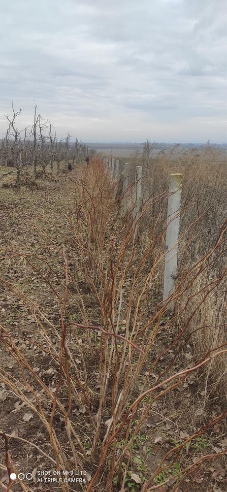 Саджанці малини, малина, саджанцы, пізня та рання, Полана, Феномен