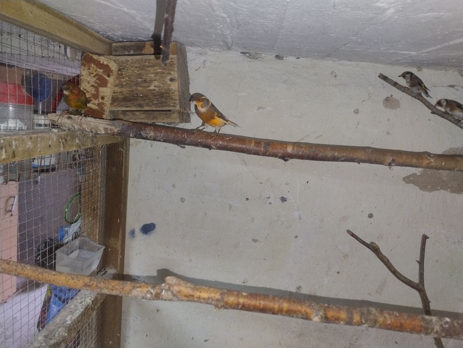 Sprzedam papugi faliste