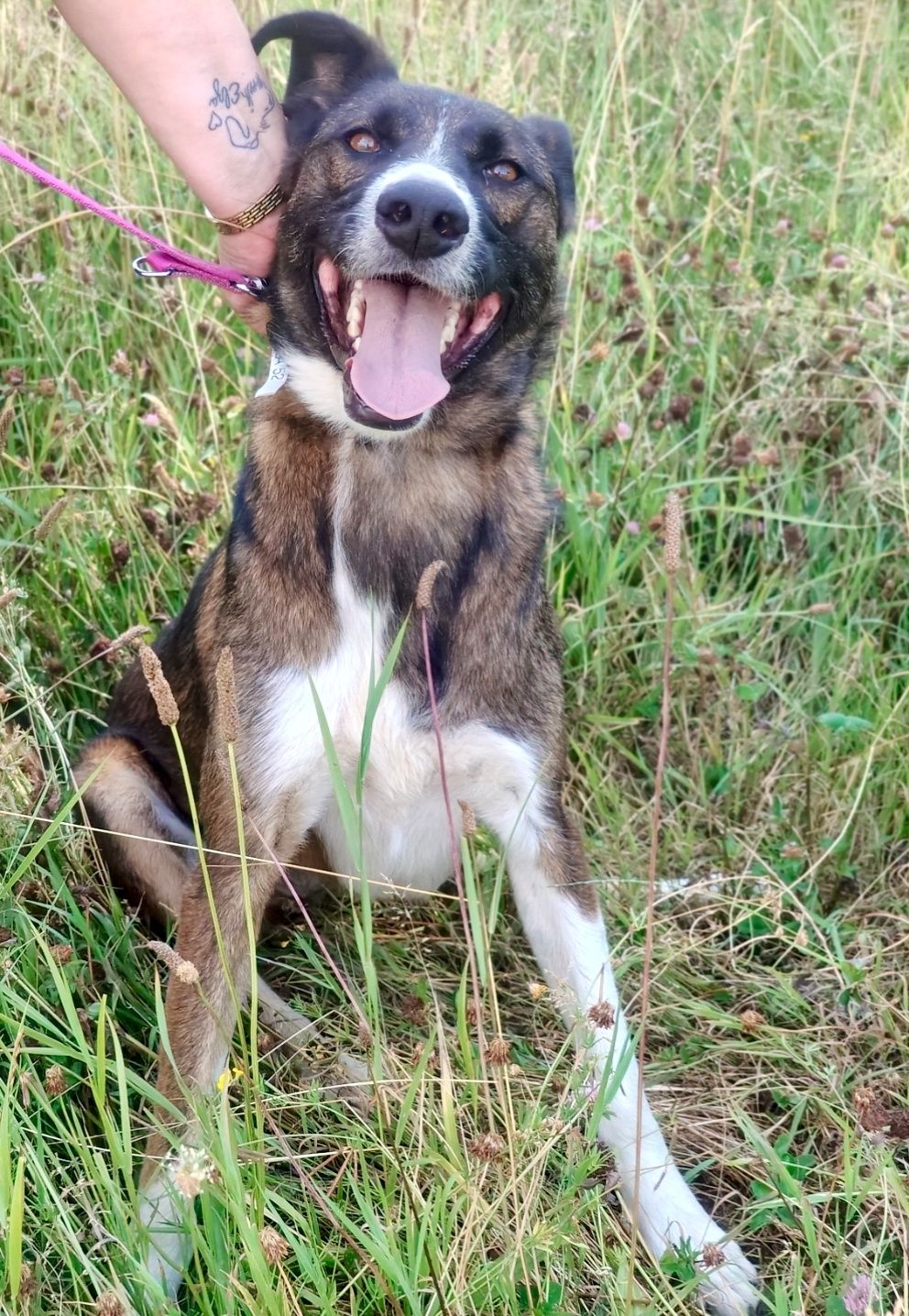 Kropka gorąco poleca się do adopcji..