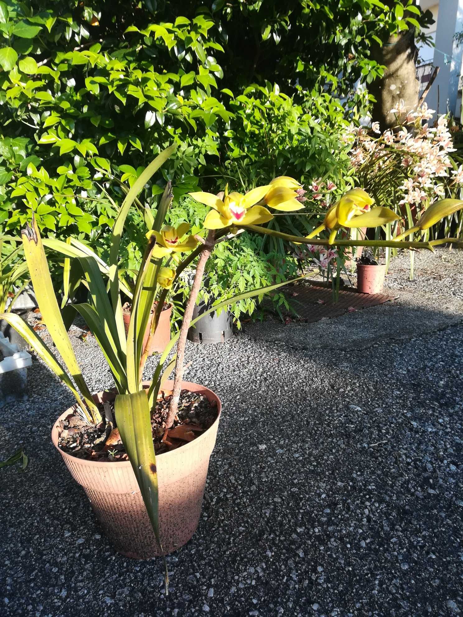 Vendem-se vasos com orquídeas. Várias cores. Entregas em Viseu.