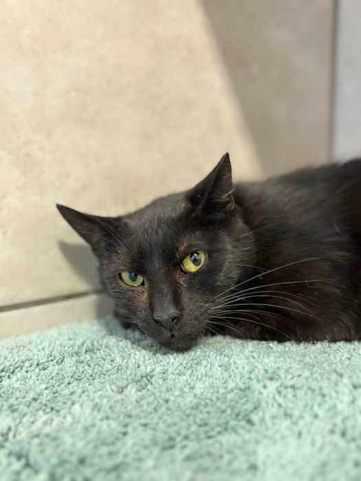 Łagodna Bambi szuka domku