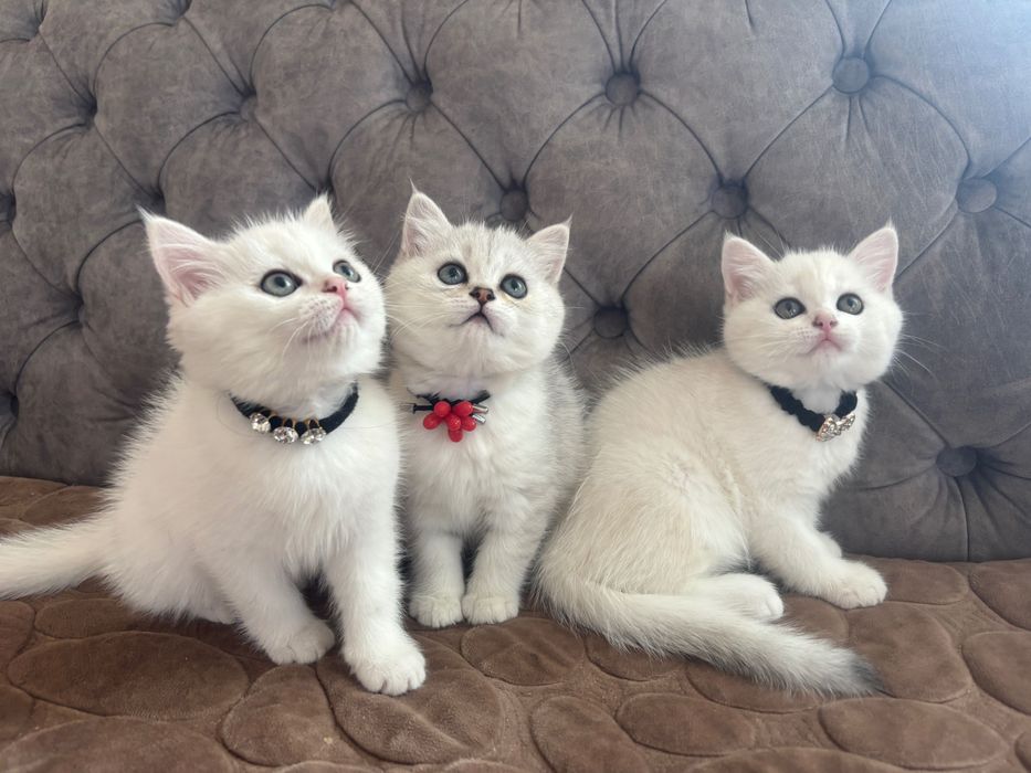 Британські срібні шиншили.