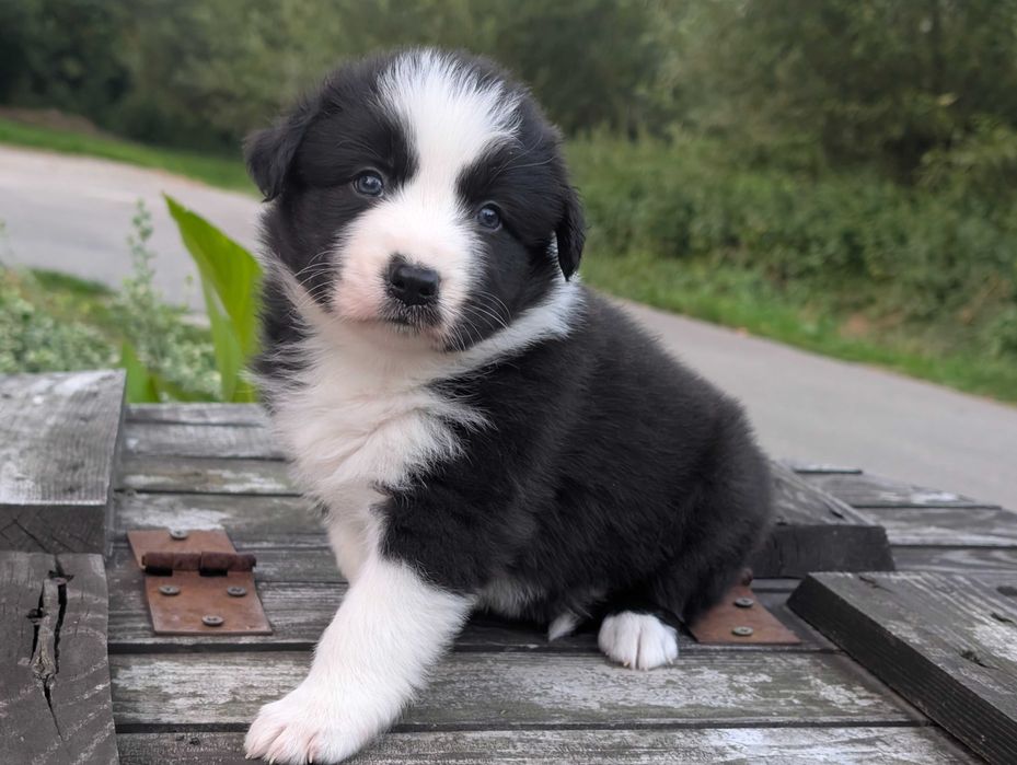 Border Collie sunia suczka dziewczyna przebadani rodzice do odbioru