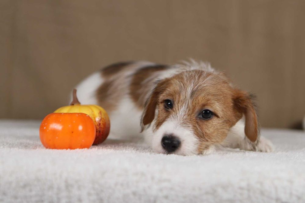 piesek Jack Russell terrier ZKWP/FCI szorstkowłosy