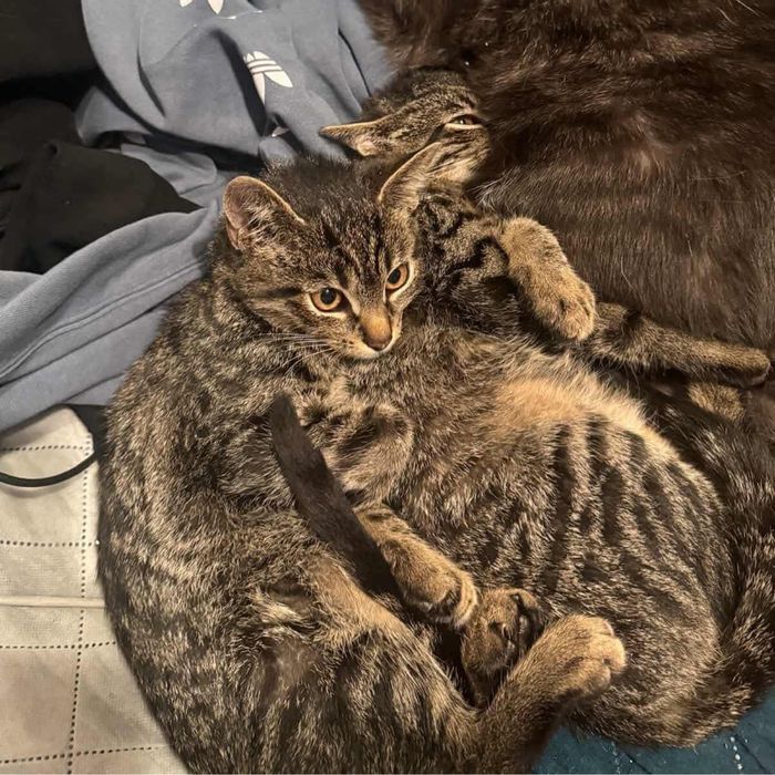 Shrek i Fiona. Cudowny dwupak do adopcji