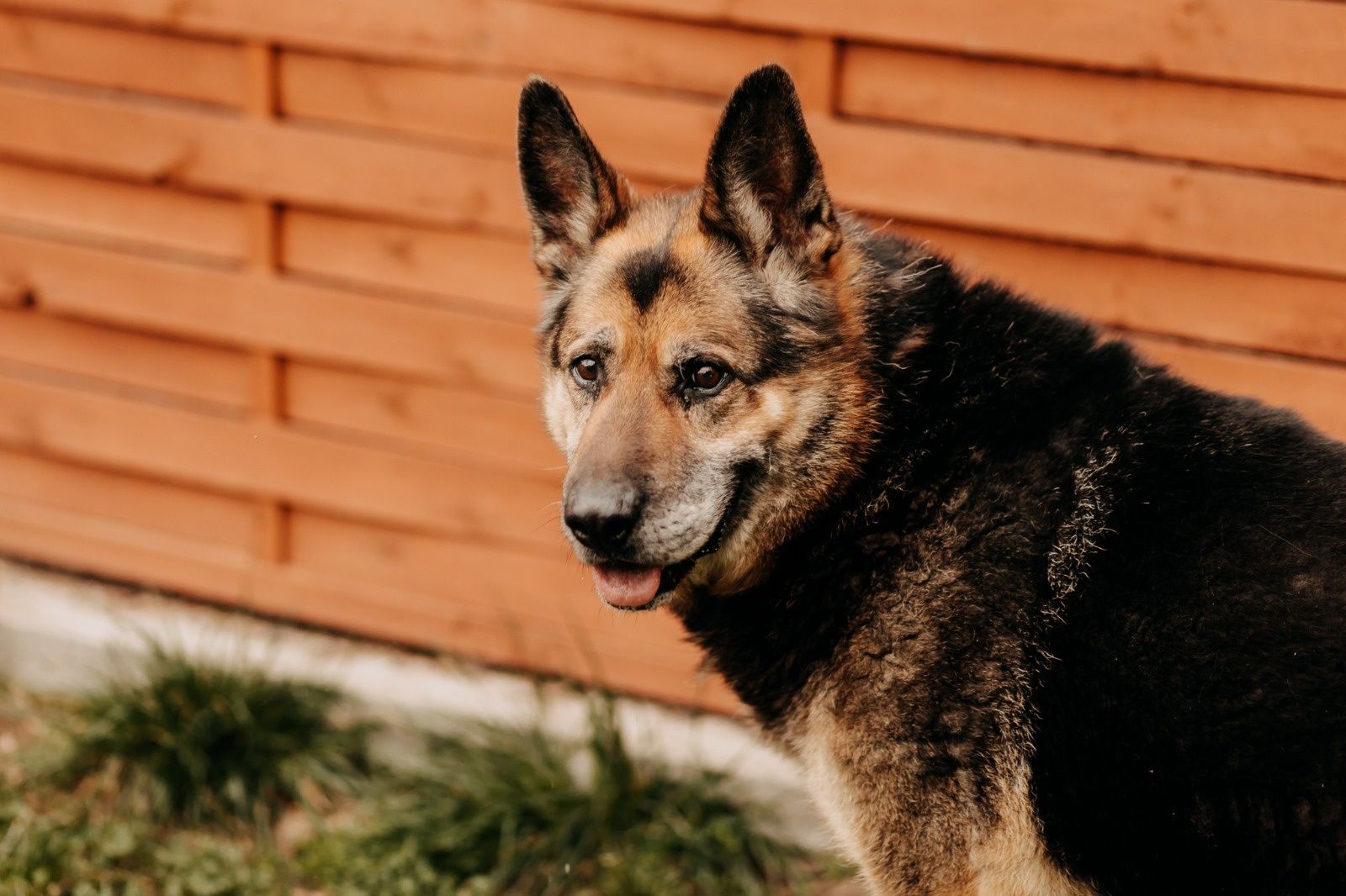 Astro czeka w schronisku na swojego człowieka