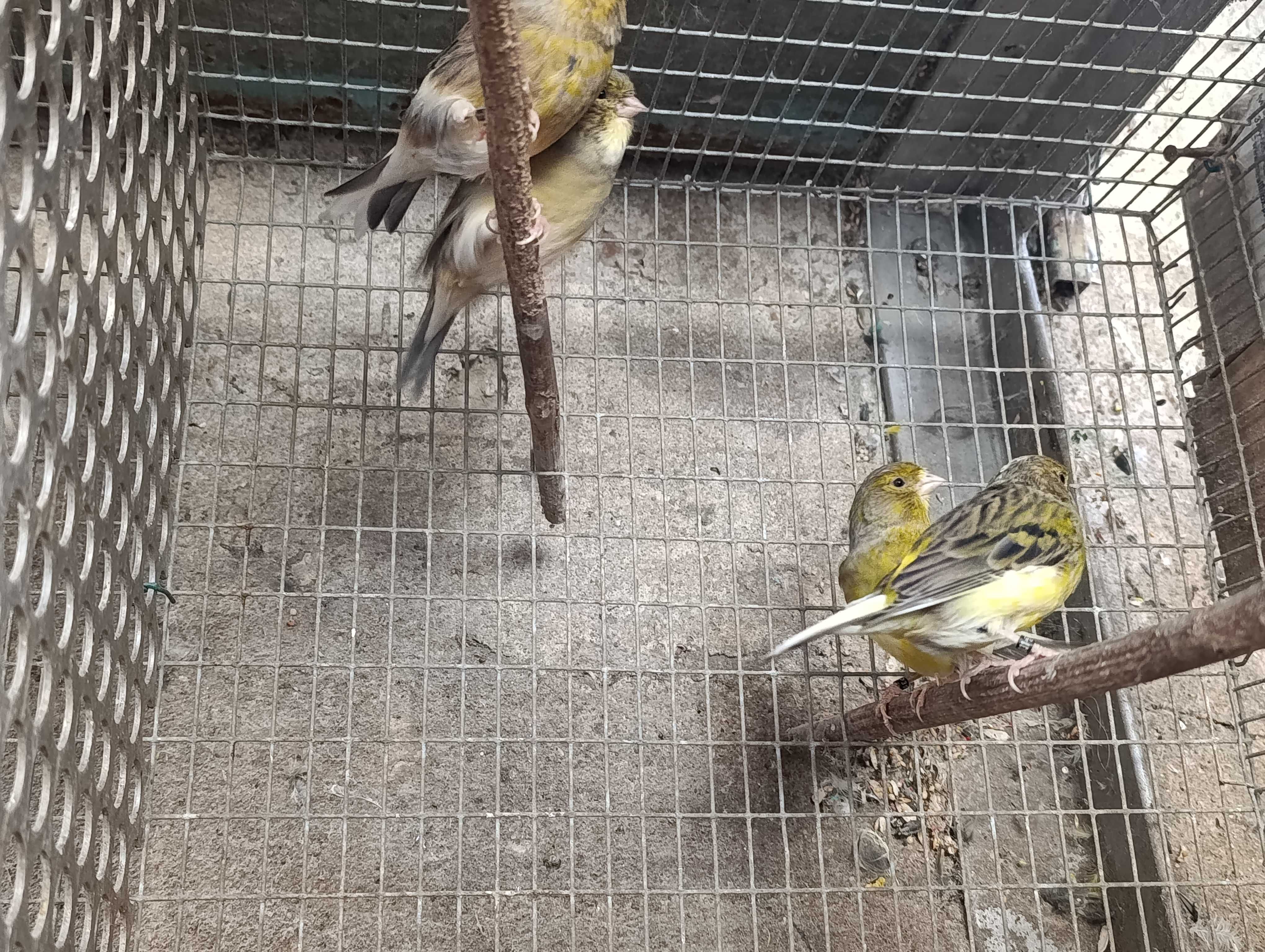 Canários e outras aves