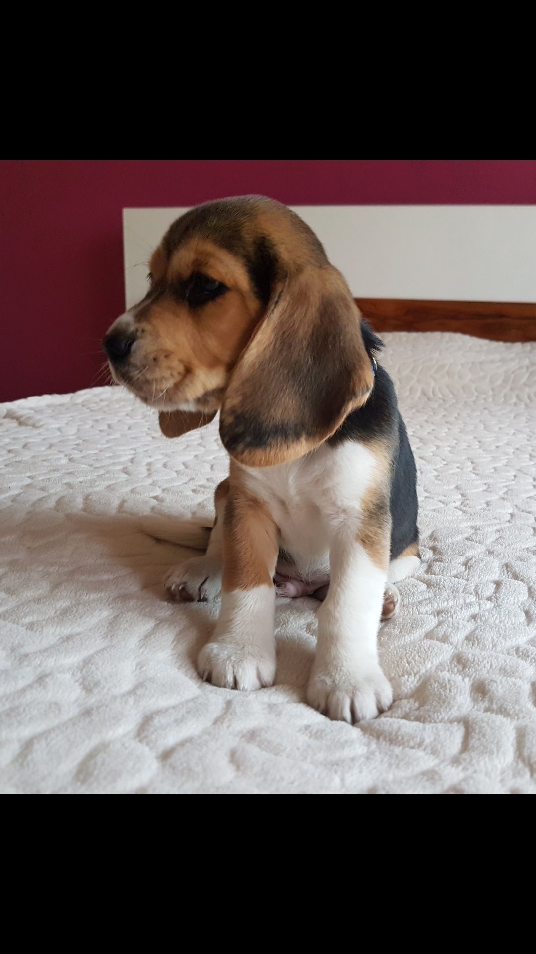 Piesek Beagle  ZkwP-FCI  Tricolor Po  Championach   .DNA .