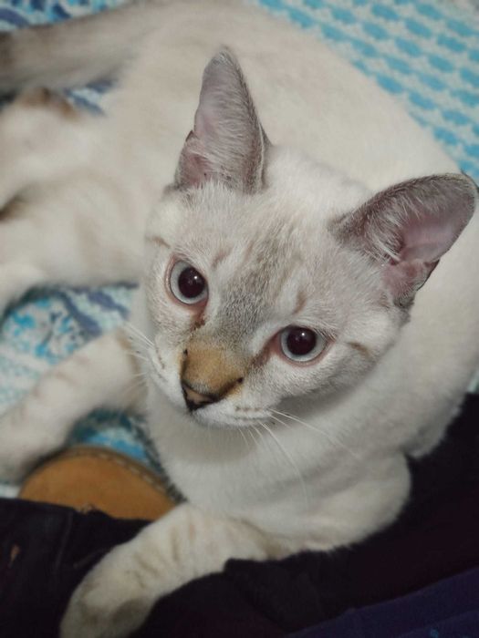 Petsitting Animals Care