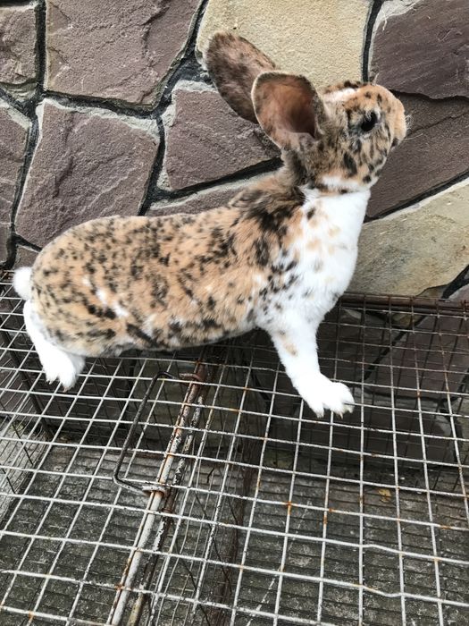 Кролик рекс гепард самець 2 .5