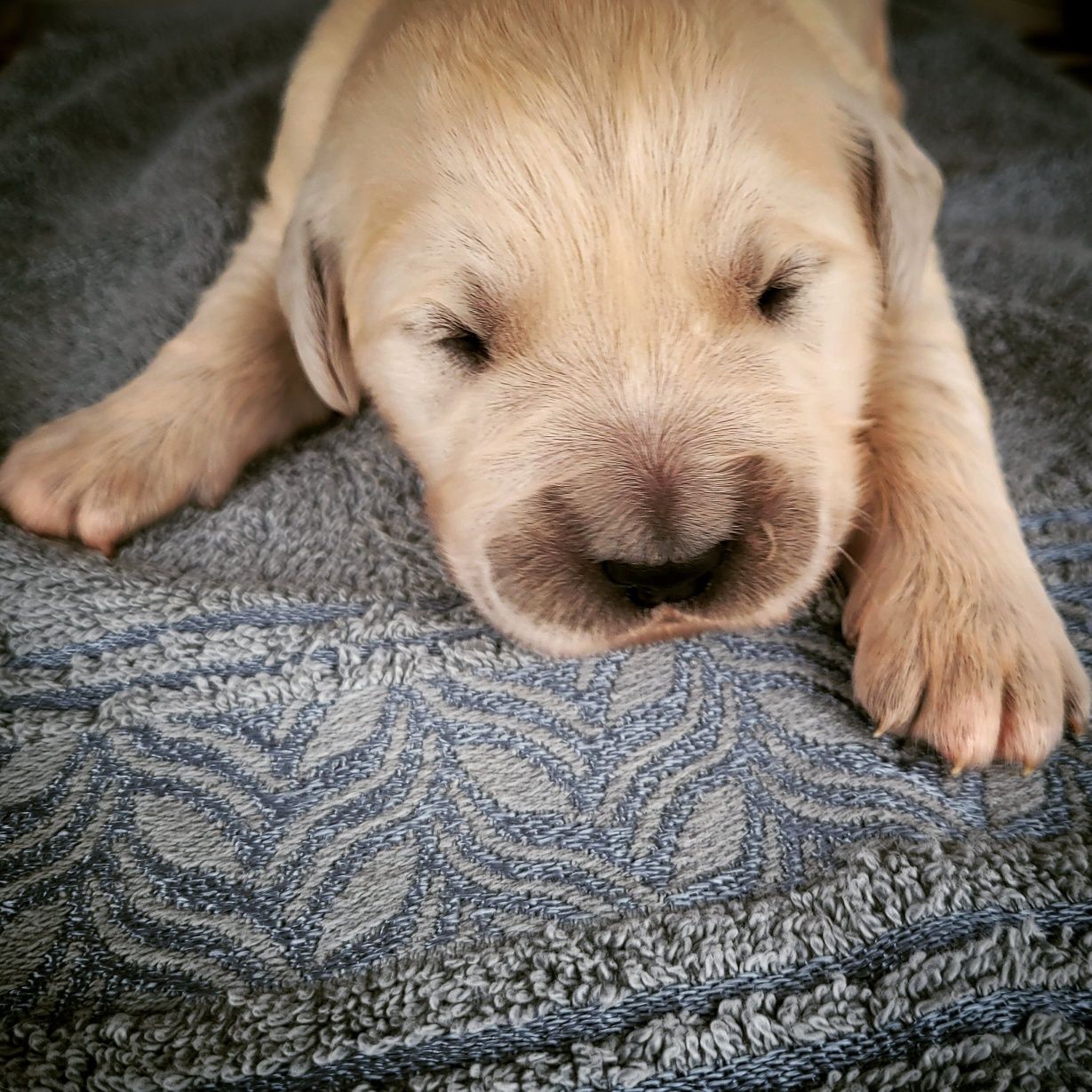 Golden retriever