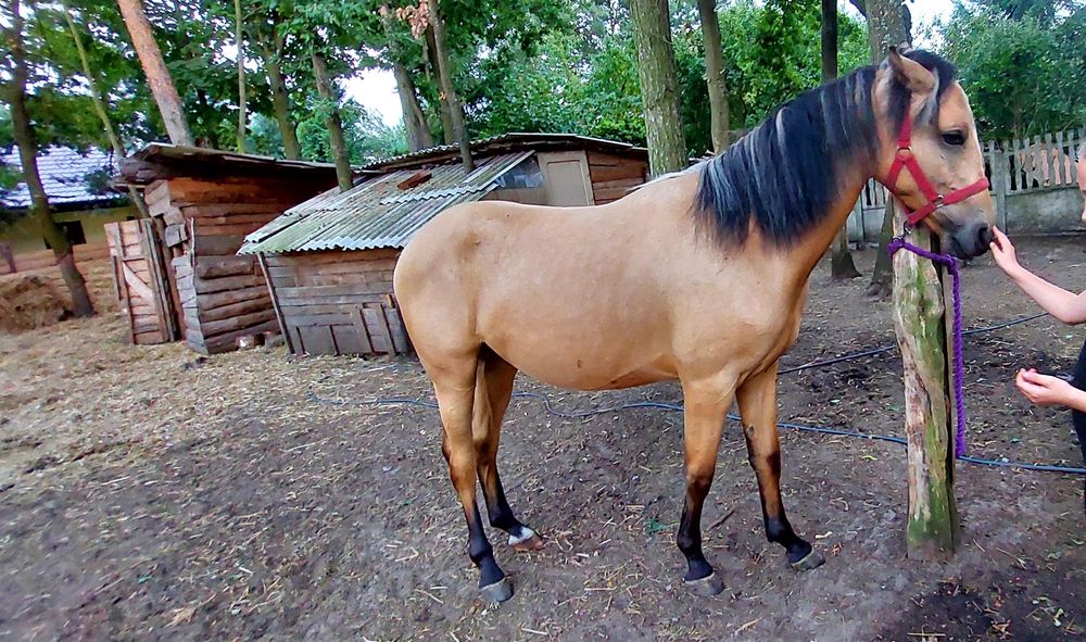 Śliczny Wałach  stelio