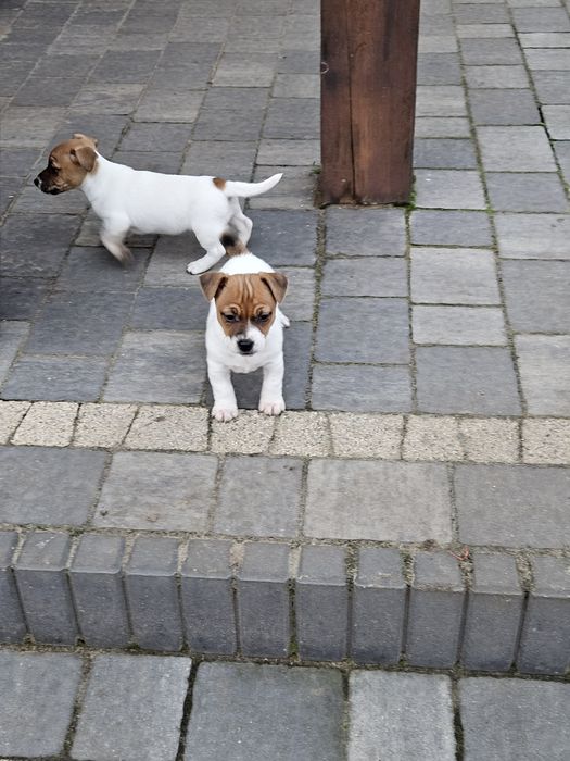 Jack russell terrier