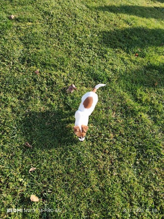 Suczka Jack Russell Terrier wielopokoleniowy pochodzenie